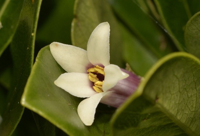 Pittosporum erioloma | Lord Howe Island | Hedge Laurel | 10_Seeds