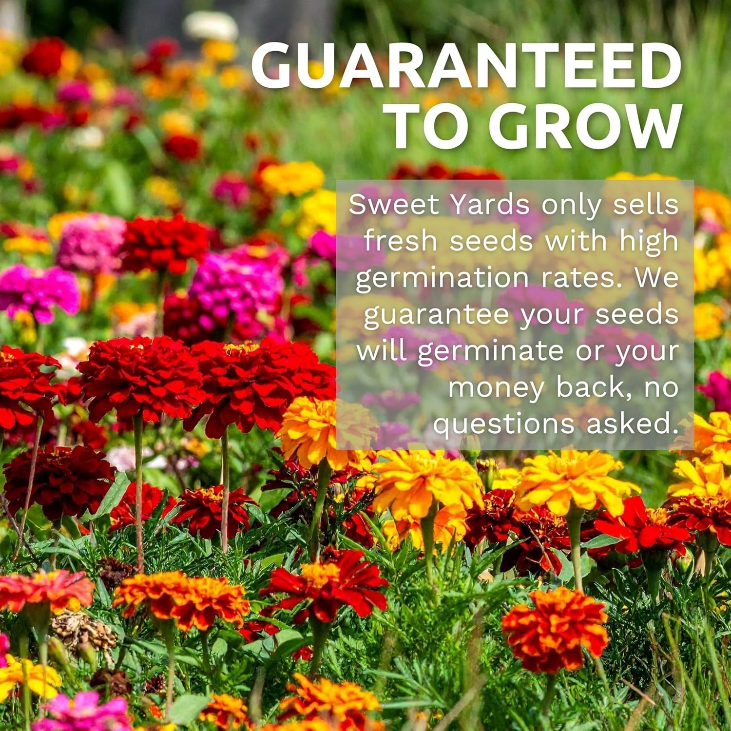 Wildflower Seeds Butterfly and Humming Bird Mix – Large 1 Ounce Packet 7,500+…