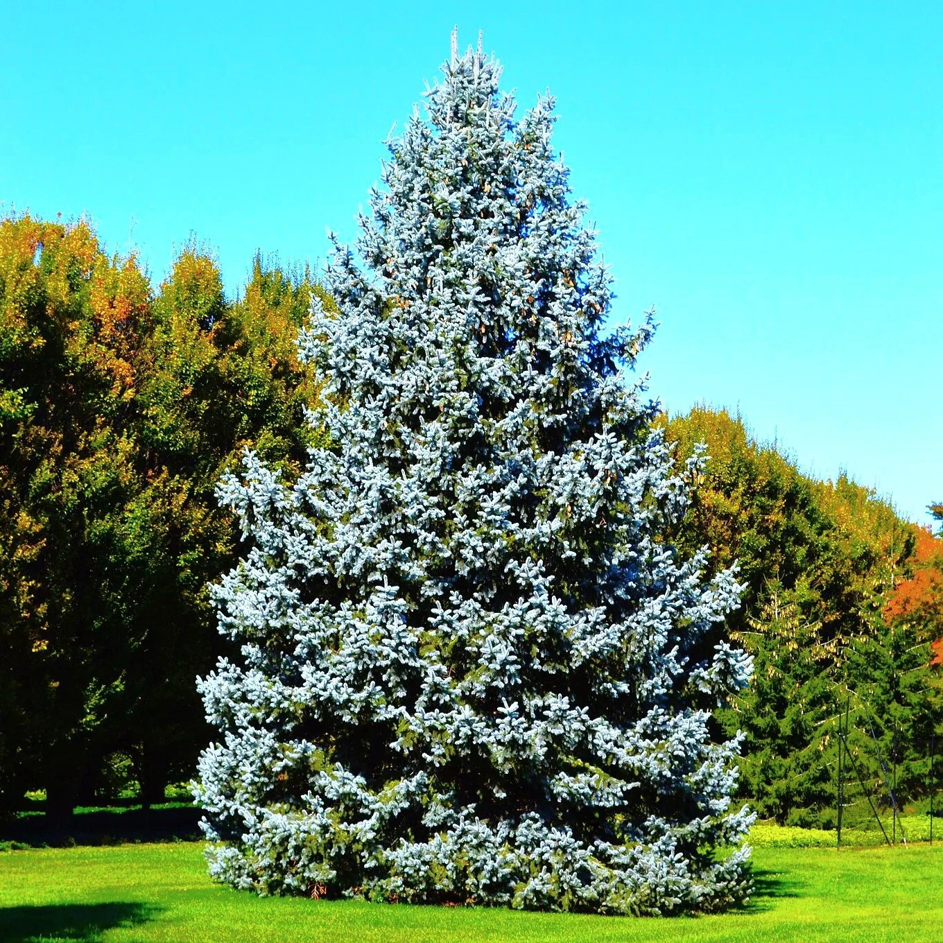 30+ Colorado Spruce/Blue Spruce Tree Seeds, Picea pungens glauca Pyramidal tree
