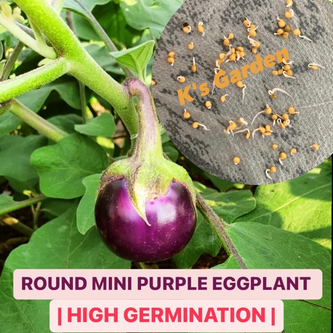 100+ PCS ROUND MINI PURPLE EGGPLANT SEEDS, HẠT CÀ PHÁO TÍM