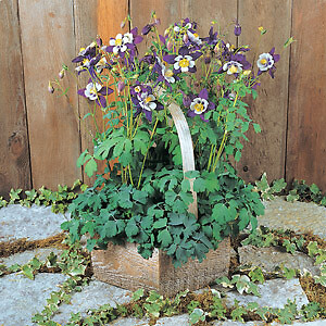 Aquilegia Swan Blue-White 100 seeds