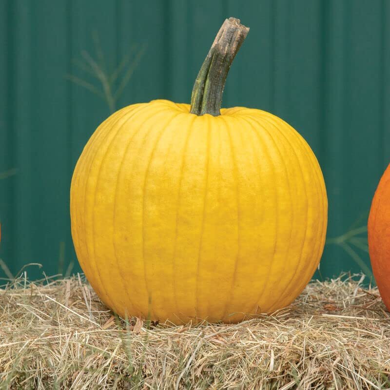Mellow Yellow Pumpkin Seeds for Planting (10 Seeds) – Exotic and Hard to Find Pu