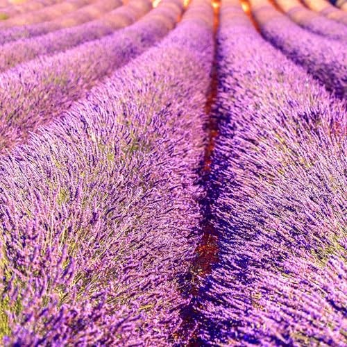 CarpetC 10000+ Lavender Seeds for Planting, Fragrant Perennial Herb Lavandula