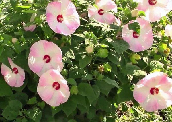 Hibiscus moscheutos | ‘Luna Pink Swirl’ | 20 Seeds