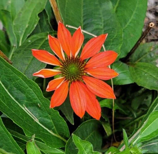 100 SEEDS CHEYENNE SPIRIT CONEFLOWER Echinacea in Orange Red Yellow Purple Pink