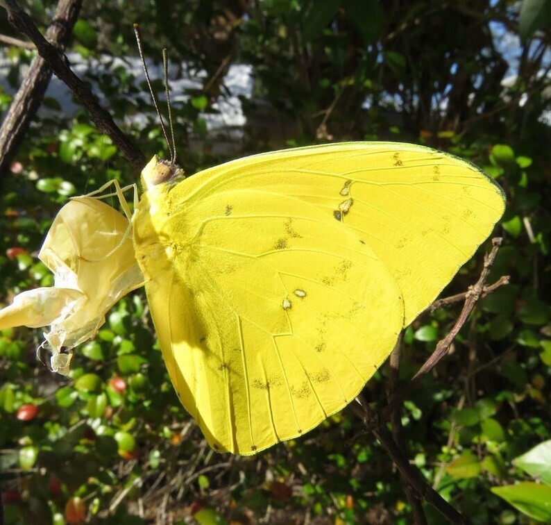 150 Heirloom Christmas Cassia seeds – Senna Bicapsularis/ Senna Pendula