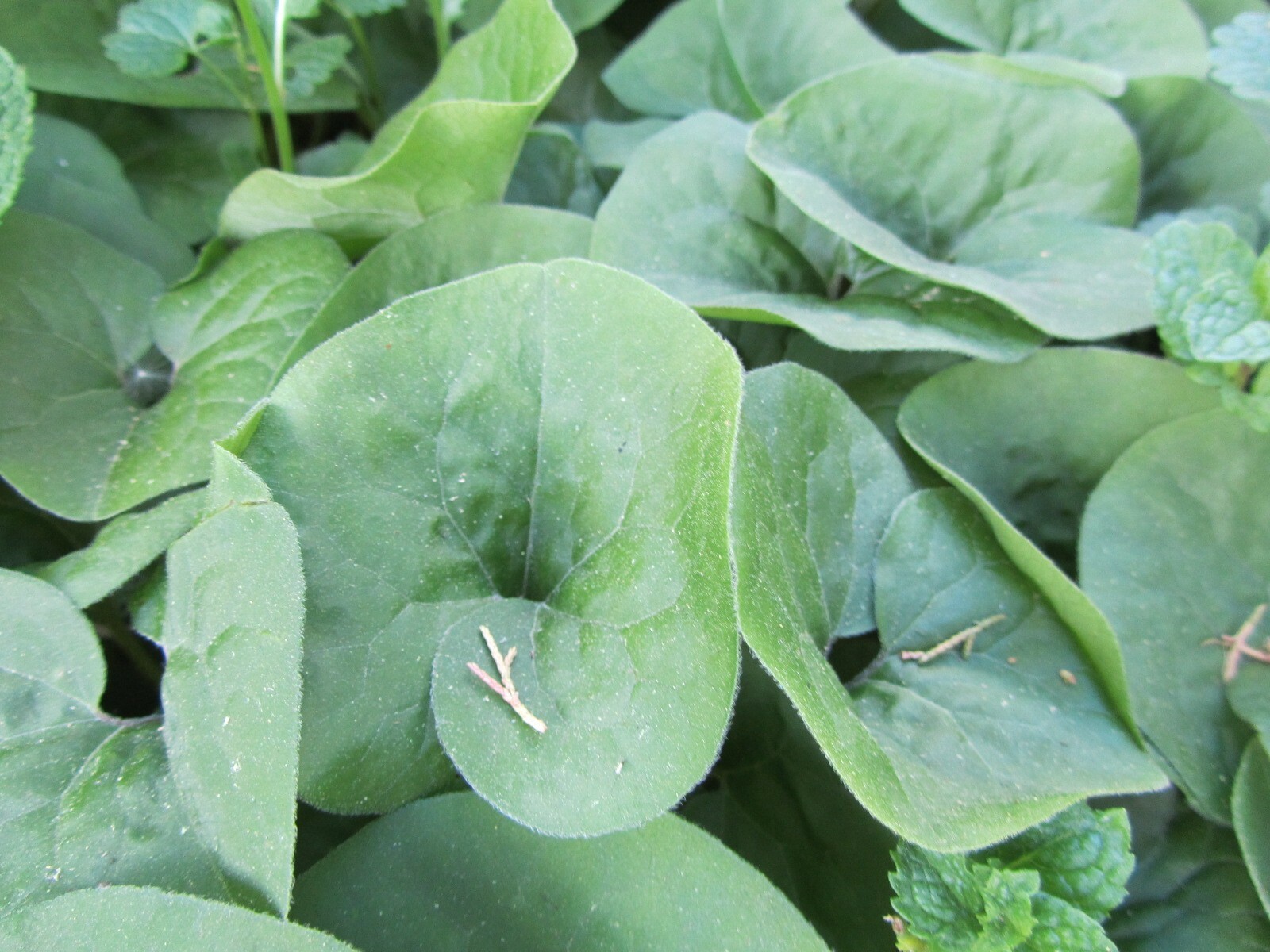 5 Wild Ginger Organic Asarum Canadense Woodland Bare root
