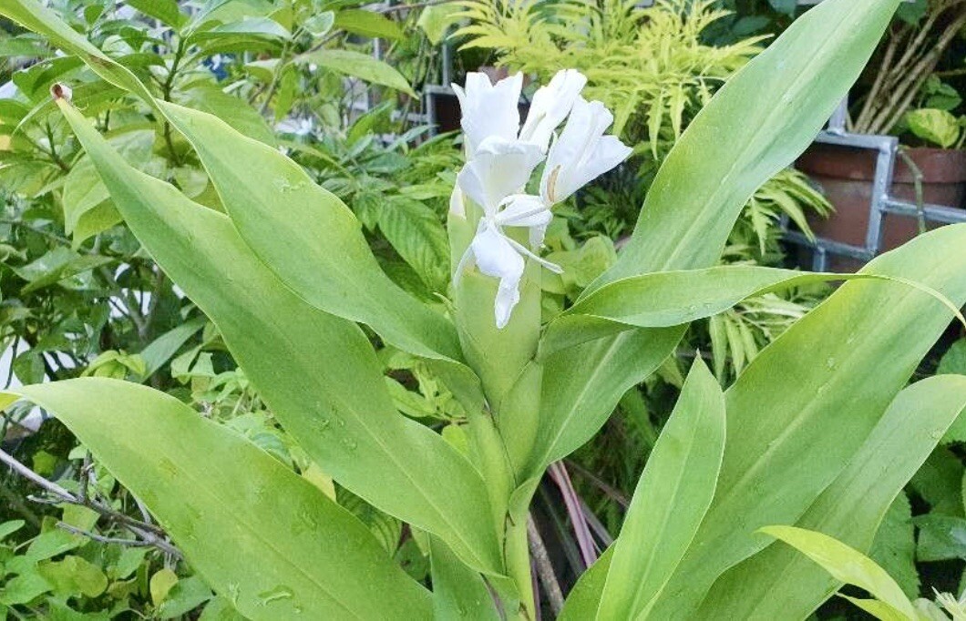 White Garland Lily, Butterfly Ginger Lily, Hedychium Coronarium – 1 plant 1-2’