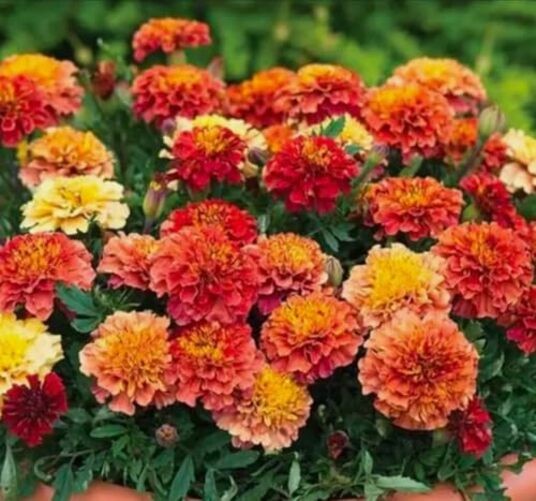 100PCS French Marigold Strawberry Blonde Seeds Tagetes Patula Heirloom Flower