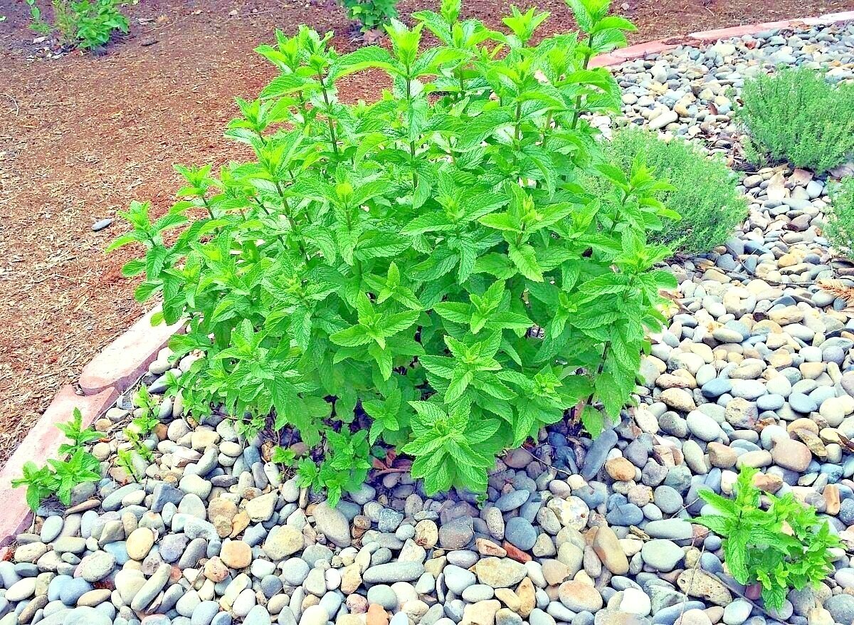 301+PEPPERMINT Seeds Teas Culinary Medicinal Organic Container Shade Garden Herb