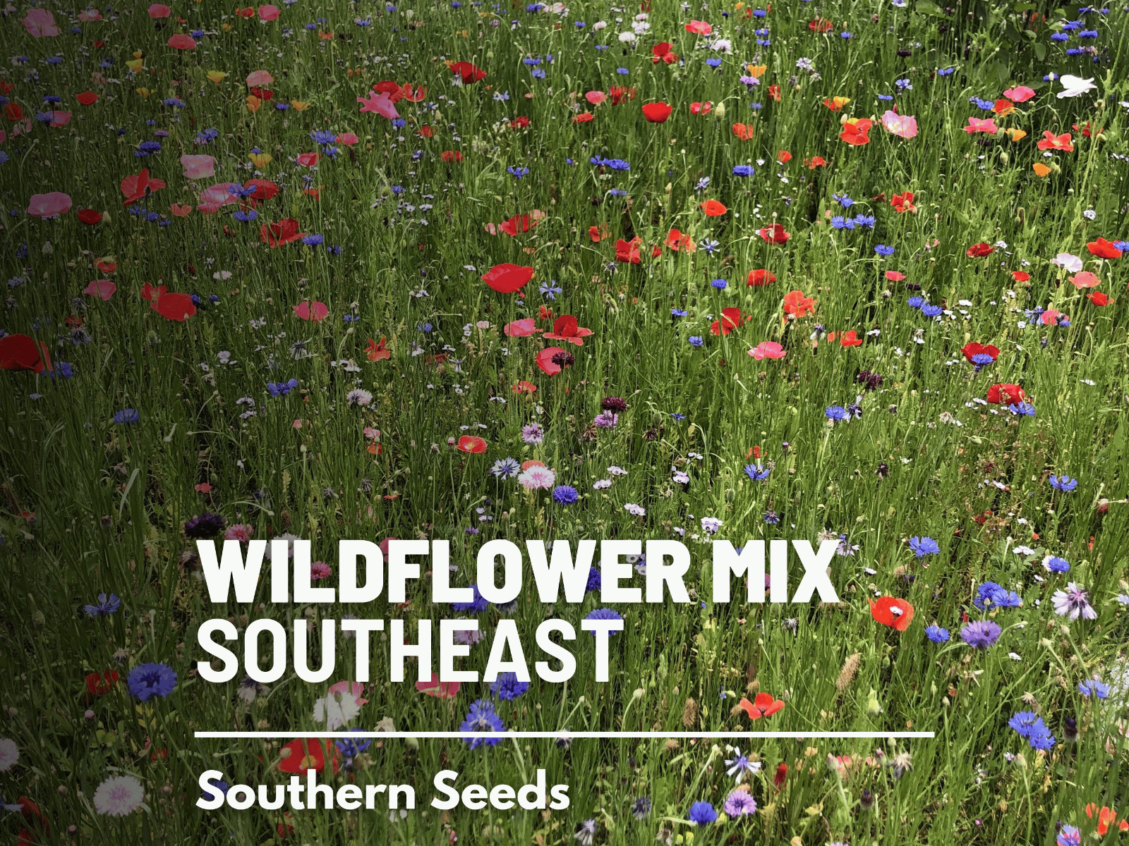 Wildflower Mix, Southeast seeds – Native species for the Southeast region – Adds
