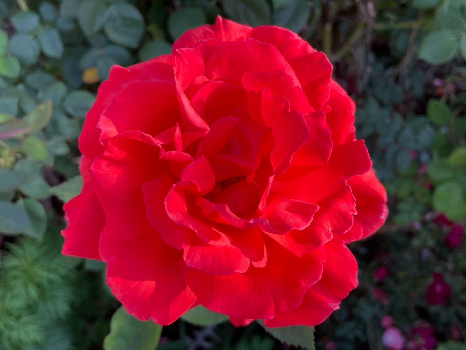 5 Garden Red Rose Cuttings Ready To Plant and Root