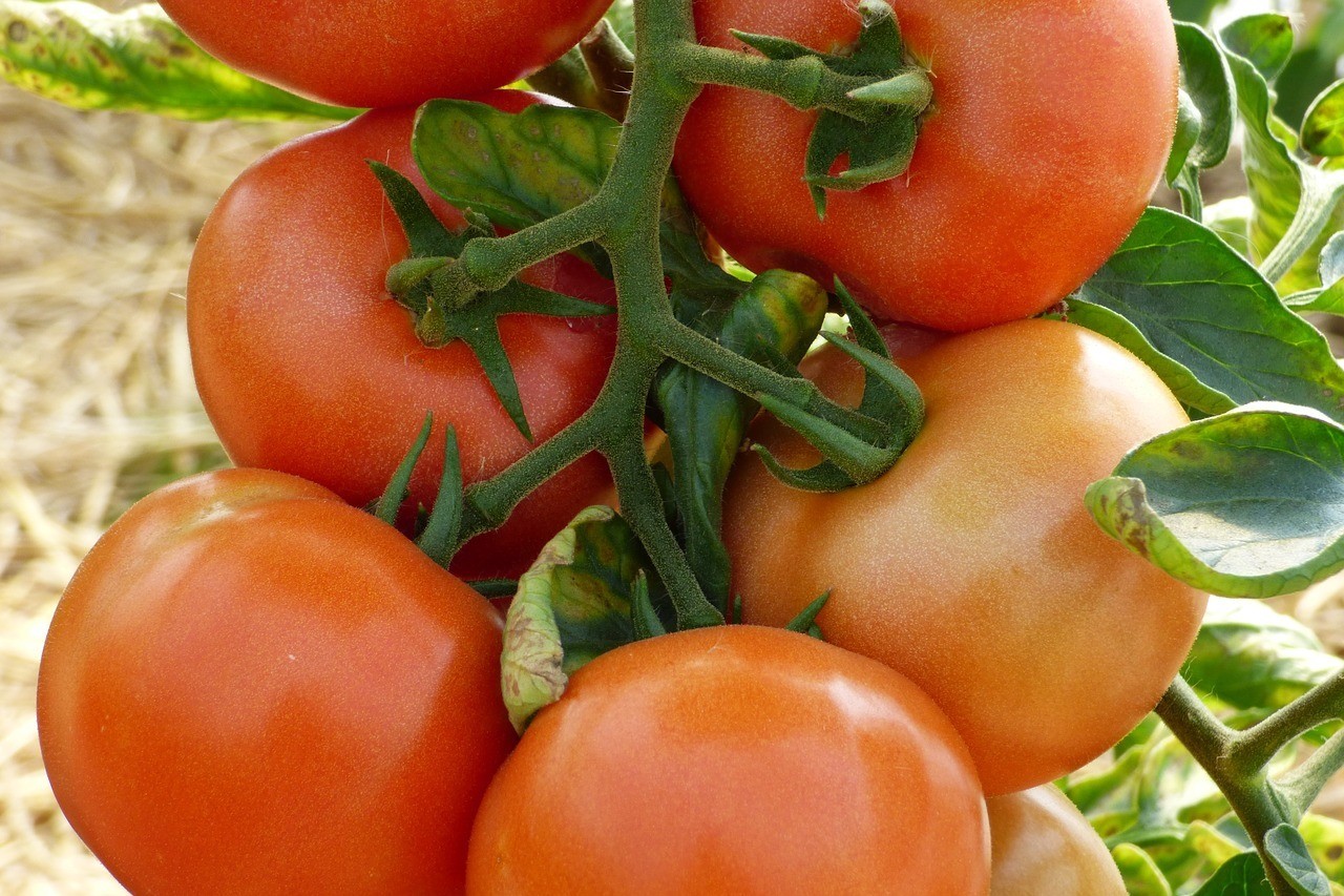 Marglobe tomato seeds non-gmo heirloom open pollinated