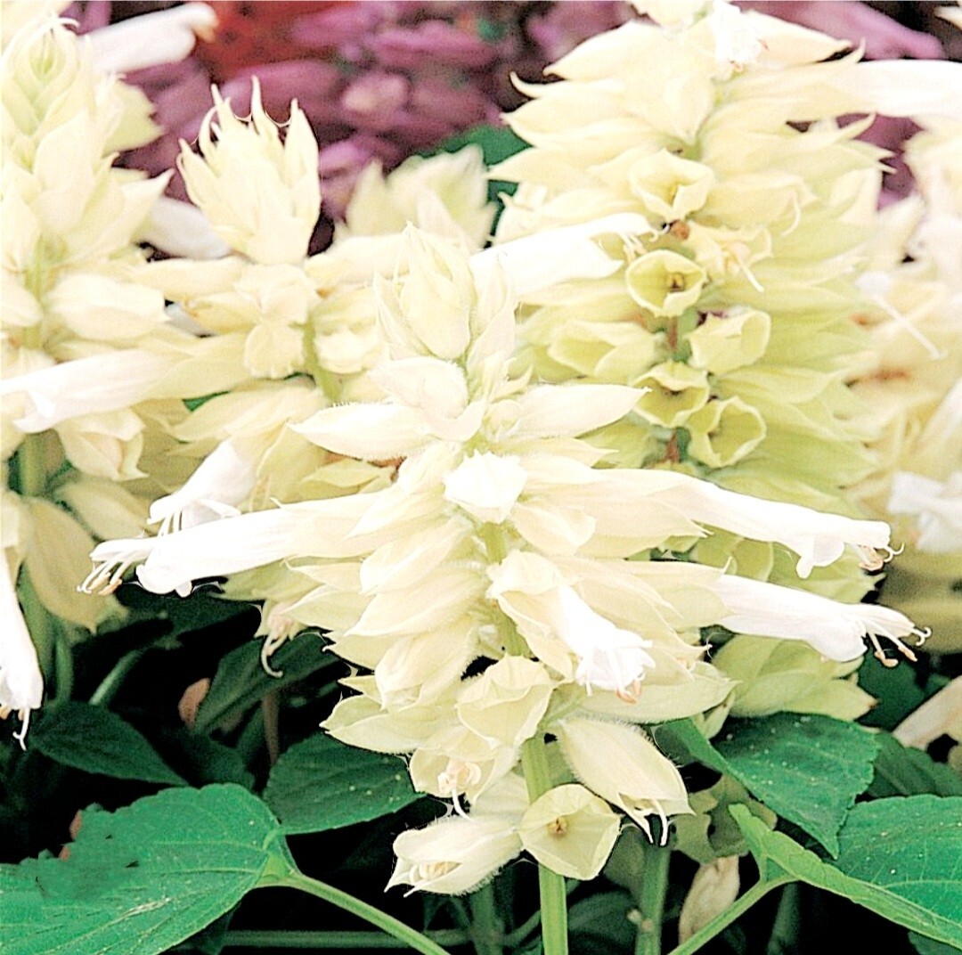 420 Salvia splendens Seeds Mixing Color Scarlet Sage Lamiaceae Dwarf Flower
