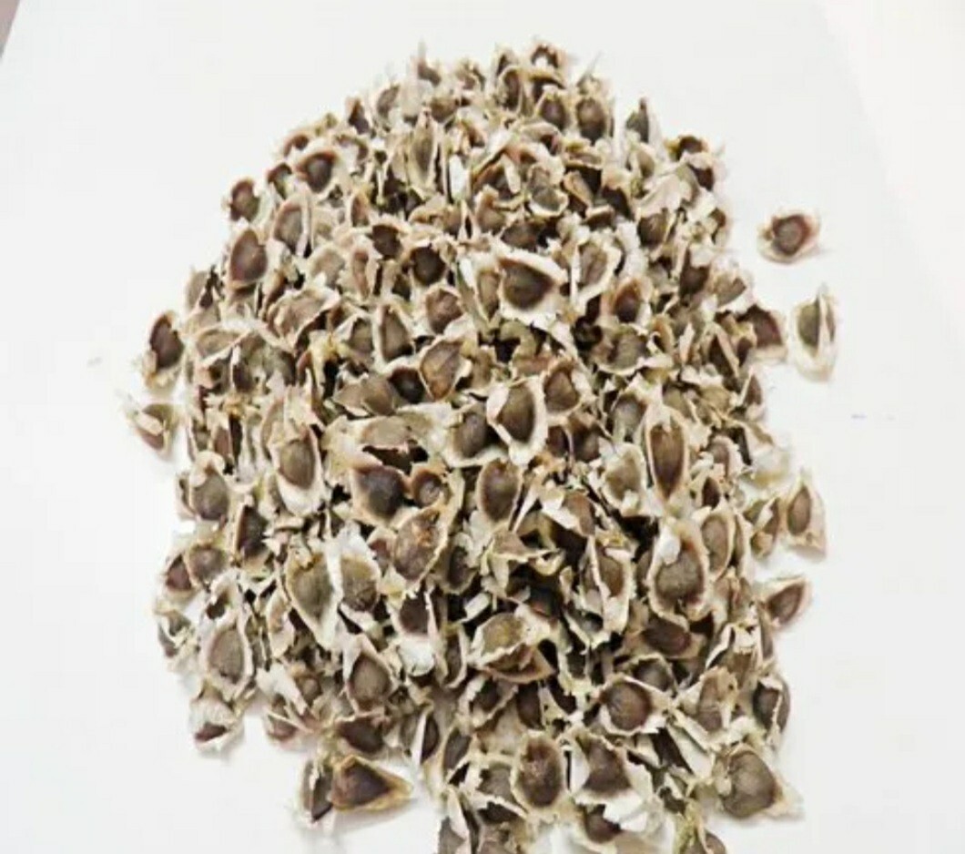 20 Moringa Oleifera Seeds Organic NON GMO For Planting Sprouting Food Superfood