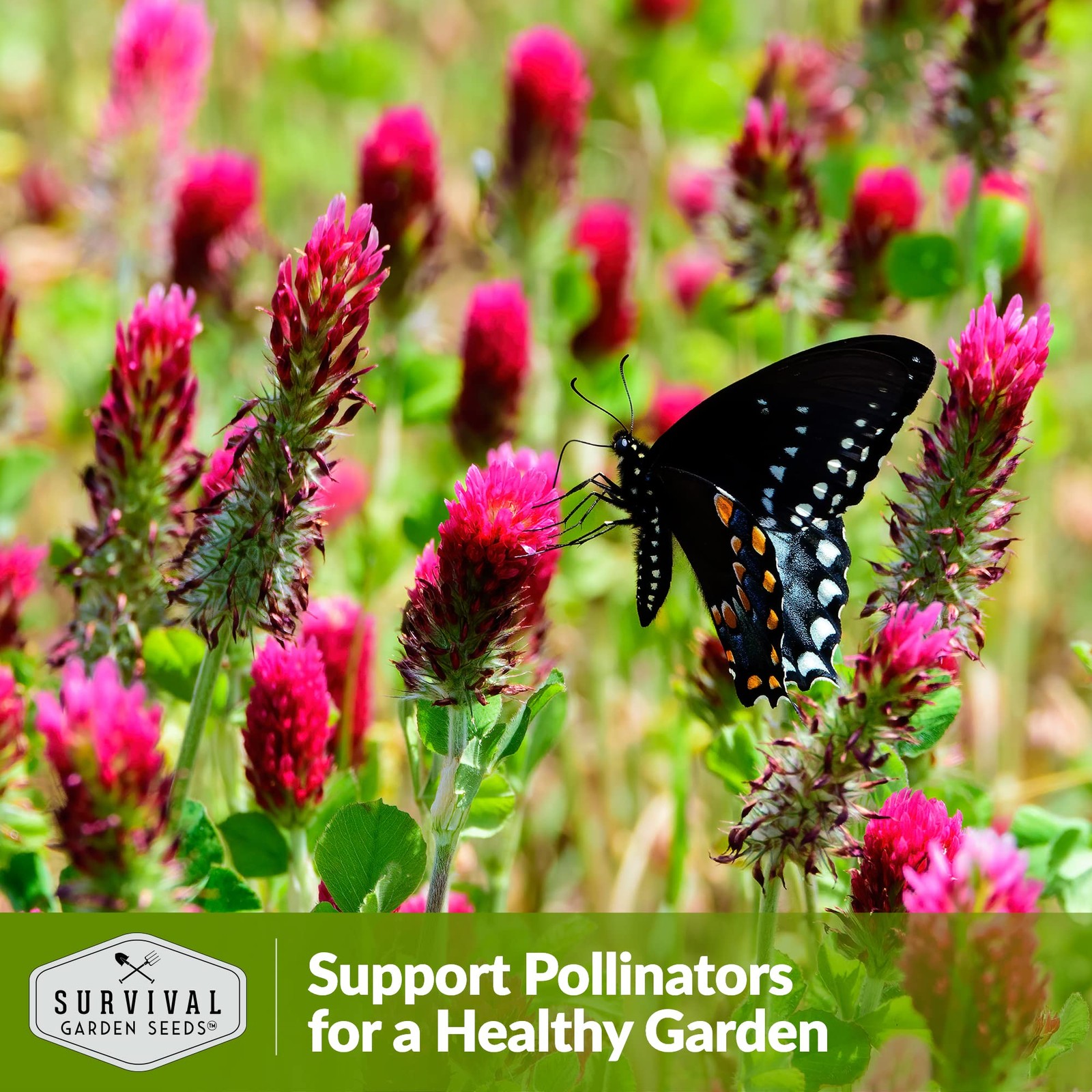 Crimson Clover Seeds Heirloom NonGMO Cover Crop for Soil & Pollinators 2