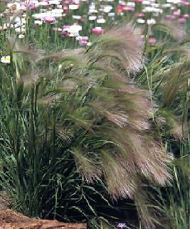 Hordeum Foxtail Grass 2,000 seeds