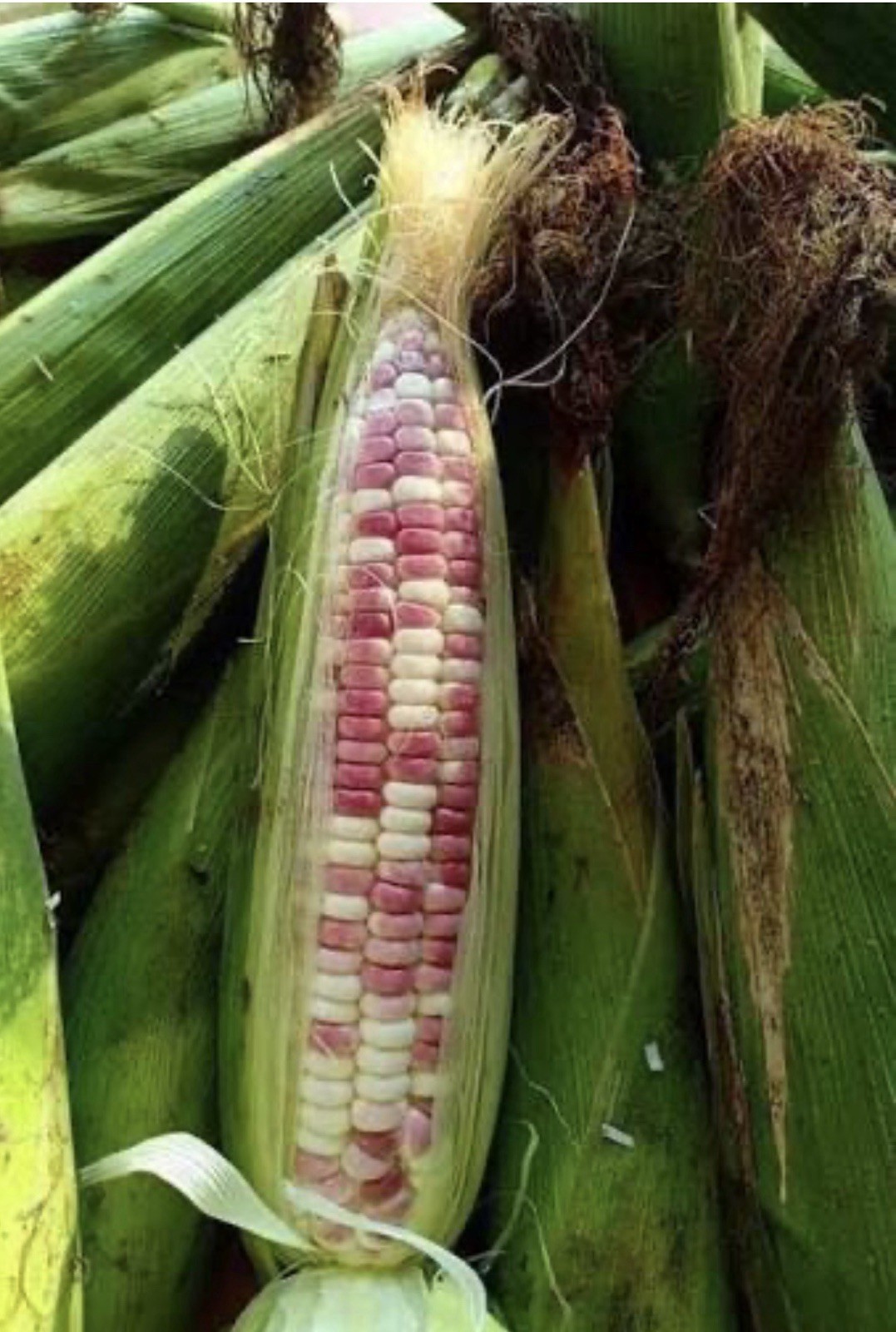 32 Organic Sticky Waxy Sweet White Purple Corn Seeds Non-GMO