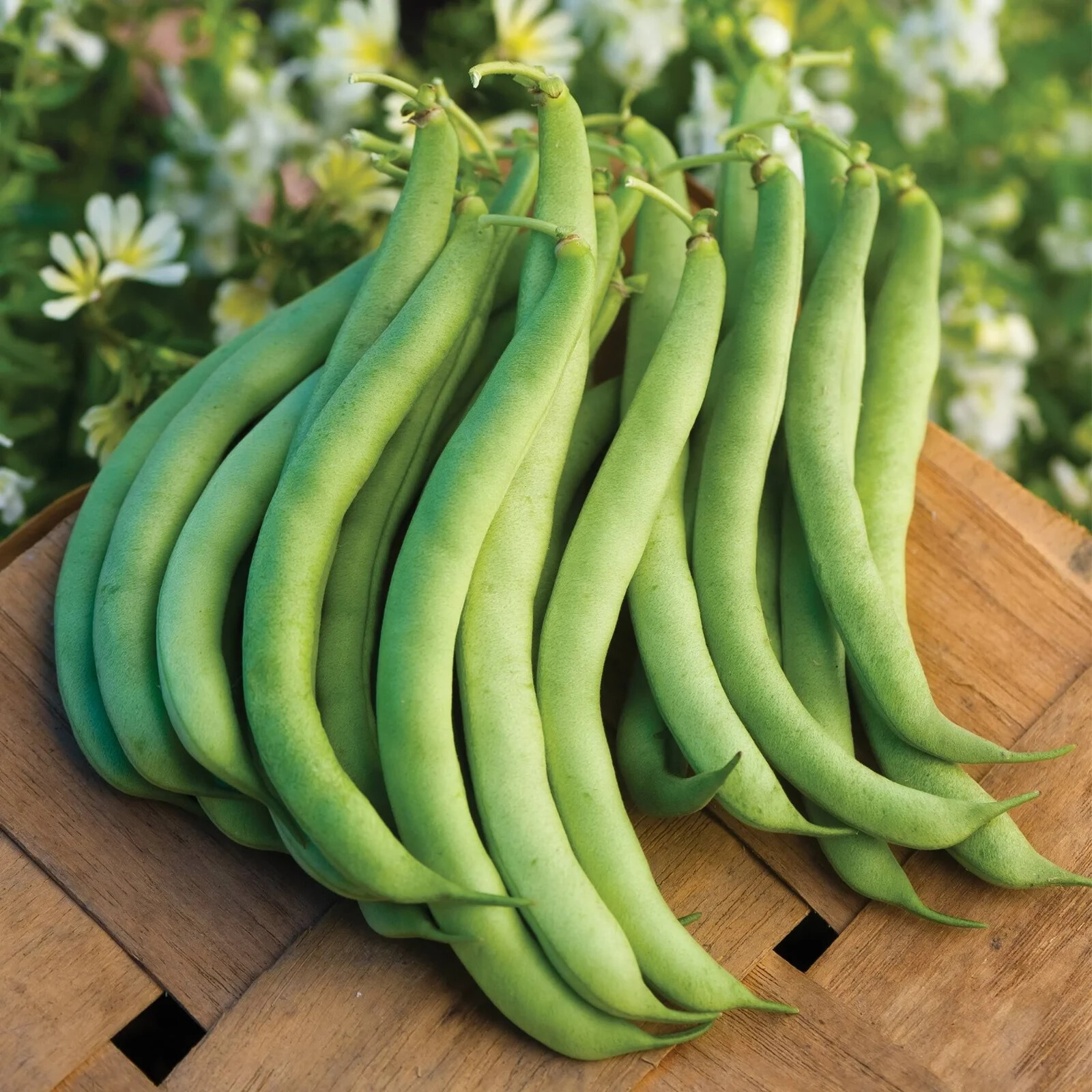 Burpee Garden Bean Burpee’s Stringless Green Pod Seeds Heirloom Full Sun Seed