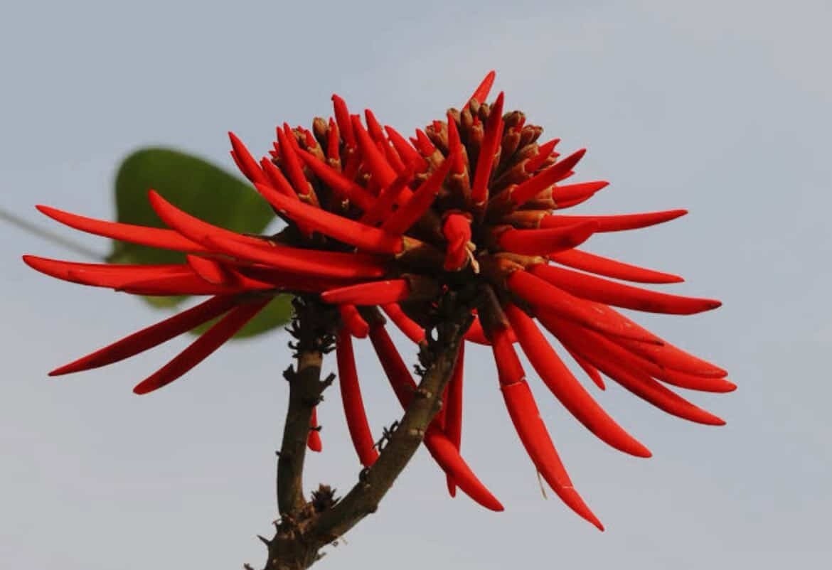 6 Colorin Seeds Erythrina americana, Coral Tree Seeds Red Flower Ornamental Rare