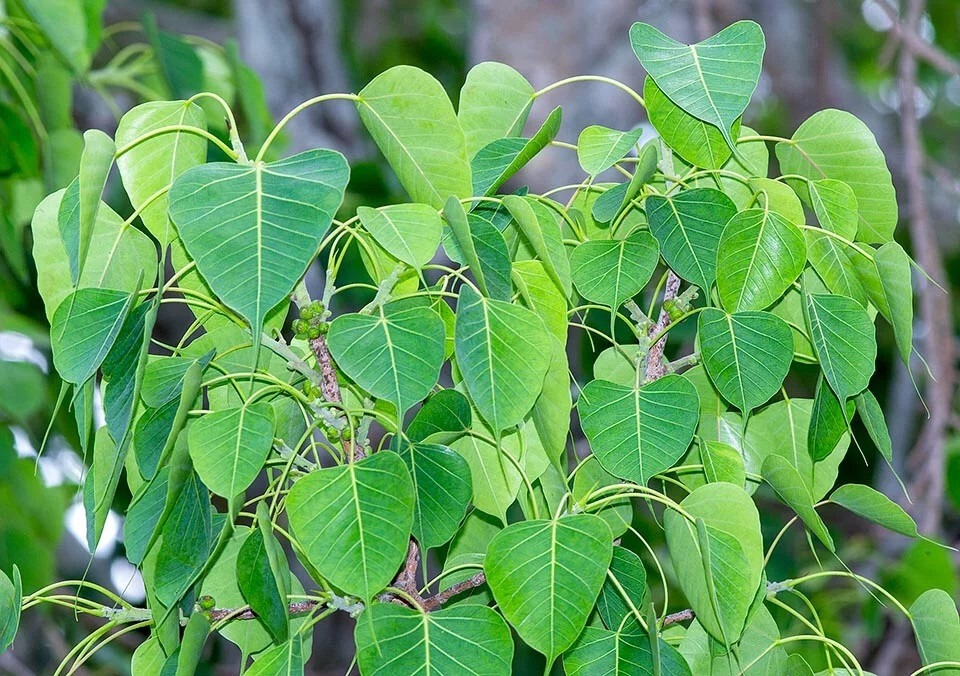 Ficus religious Sacred fig 30 seeds