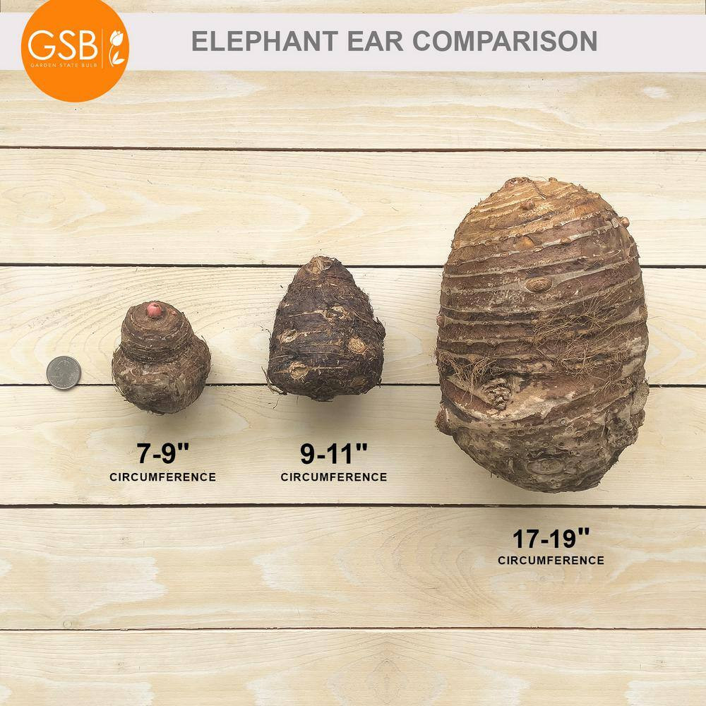 7/9 Inches, Colocasia Kona Coffee Elephant Ear Bulbs (Bag of 5)