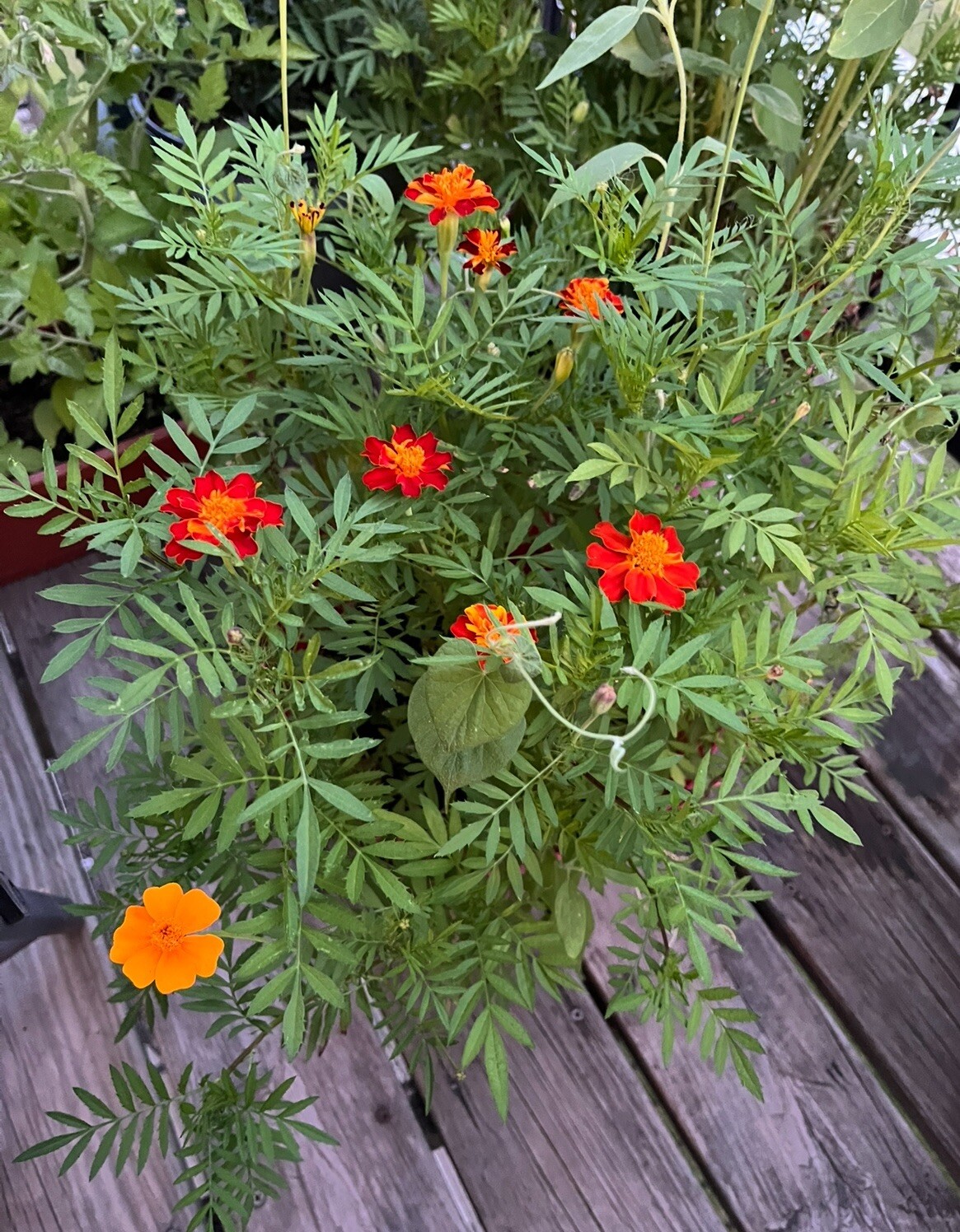 Marigold Seeds – 1 Cup – Fast-Growing & Easy to Care For! 🌼🌱