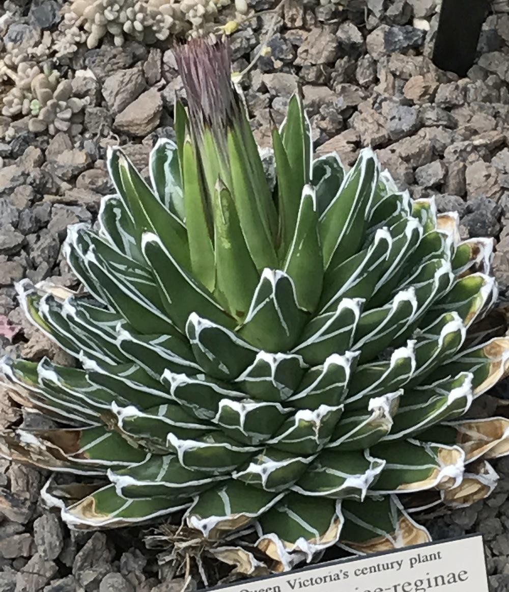 Agave reginae aka Queen Victoria agave 5 Seeds Free Shipping!