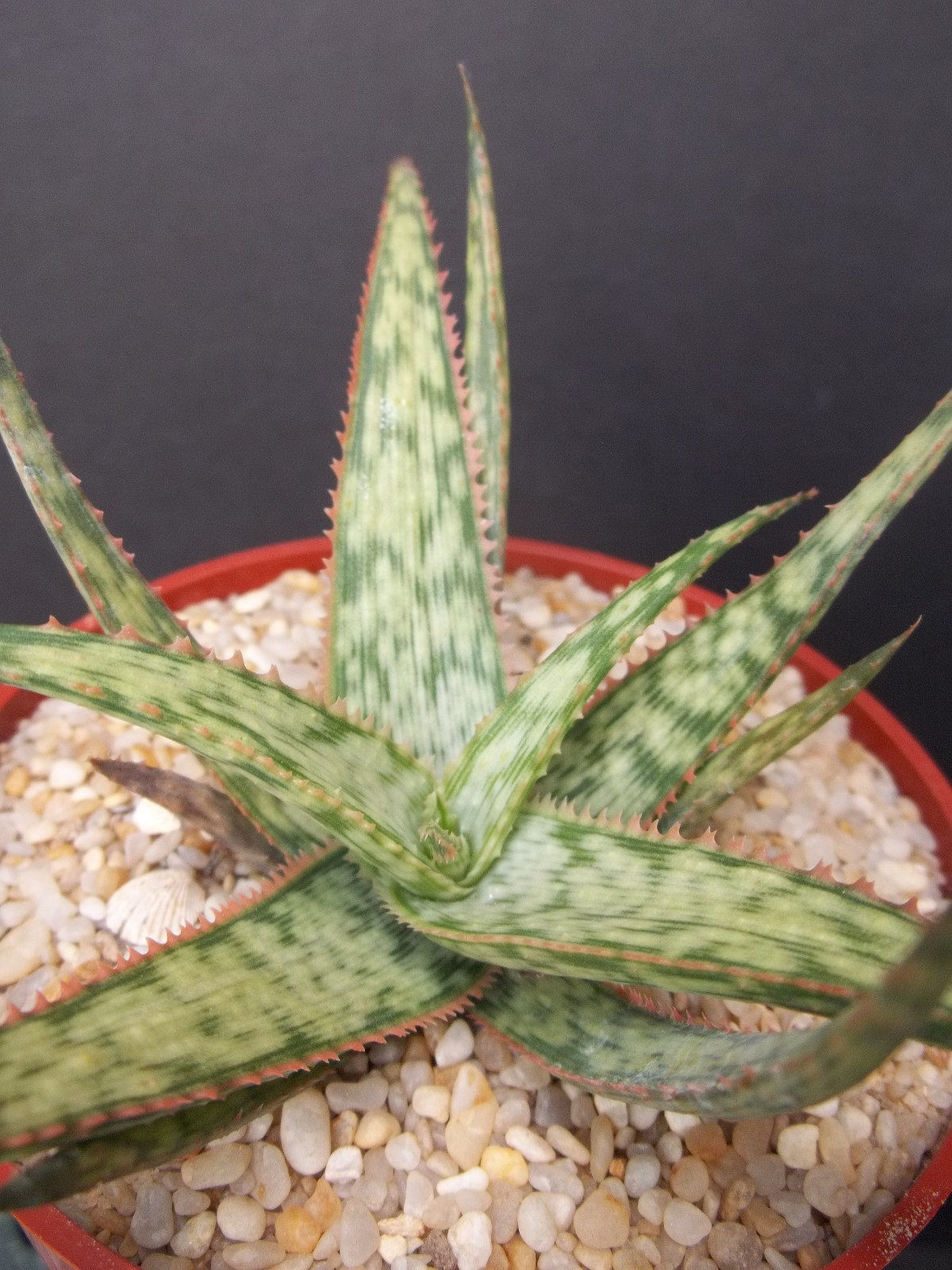 Aloe cultivar Shark God, exotic south africa rare succulent bonsai seed 10 seeds