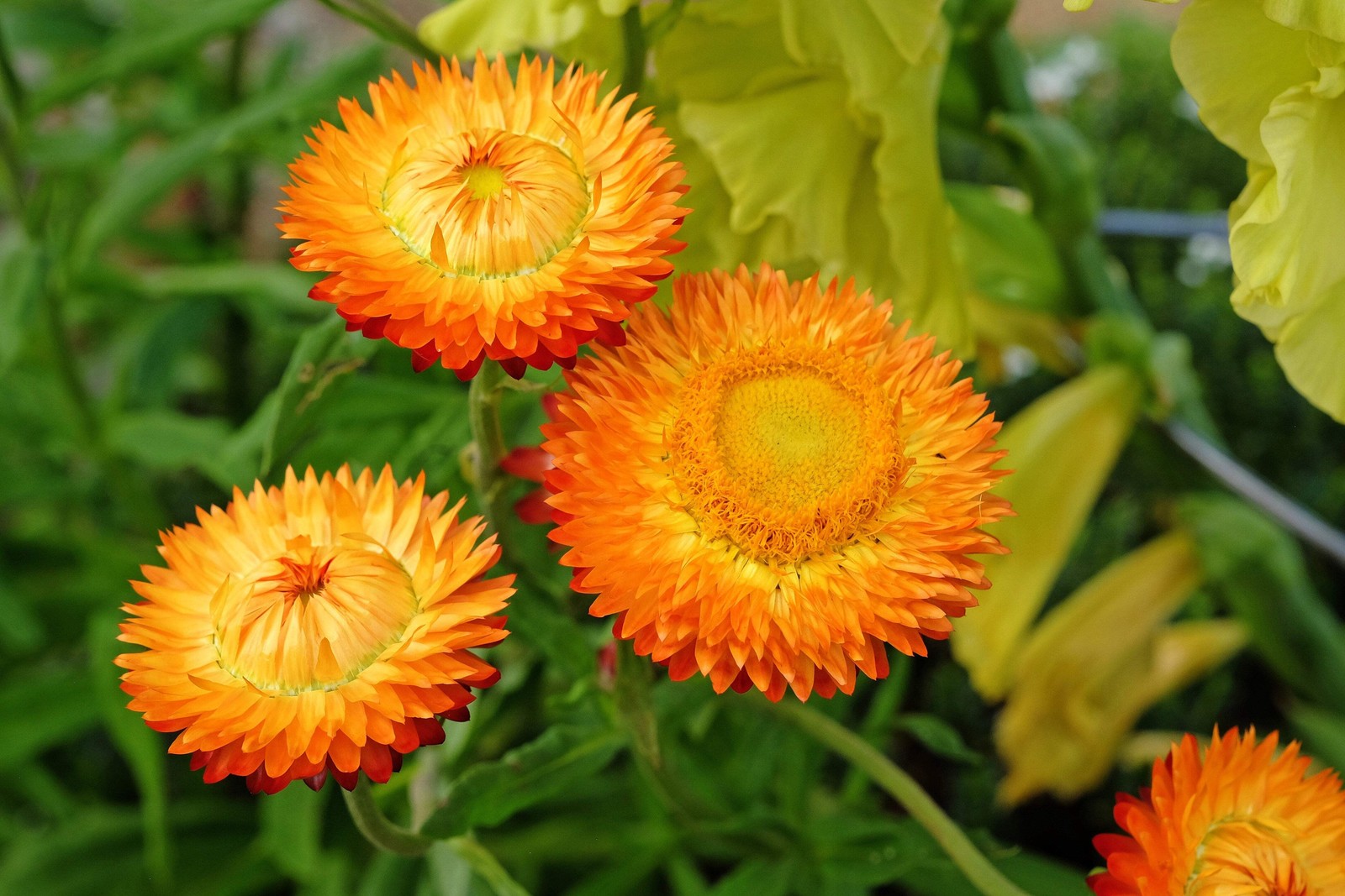 100 ORANGE DOUBLE STRAWFLOWER Helichrysum Monstrosum Flower Seeds