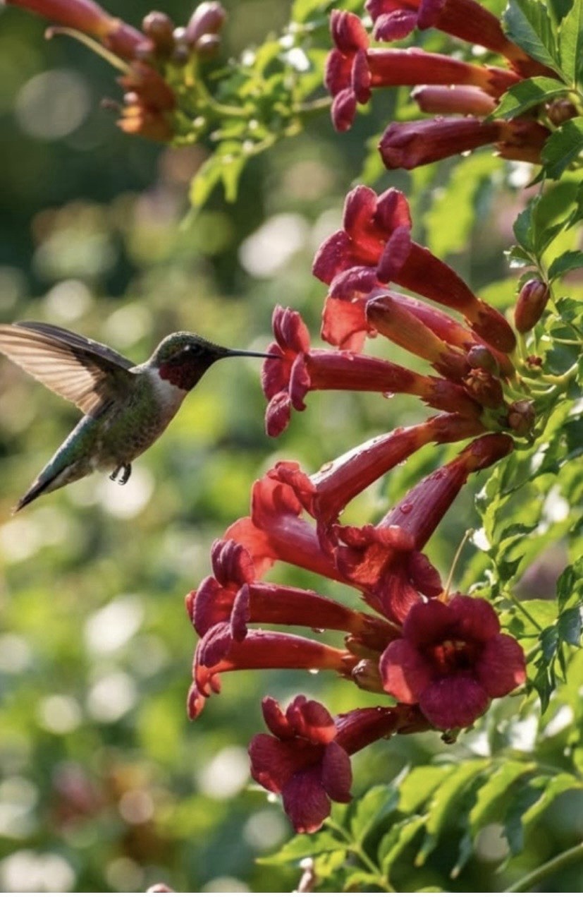 Hummingbird Orange Trumpet Vine (Campsis Radicans) Seeds