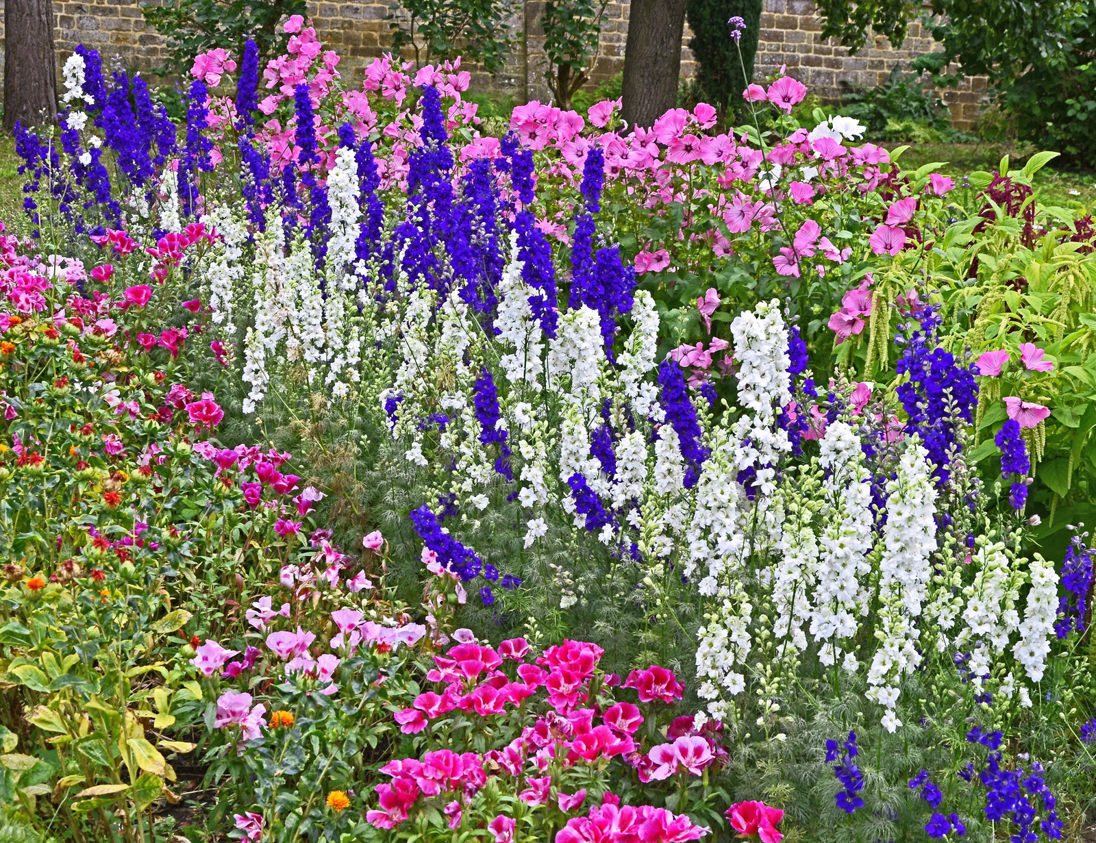 100 ROCKET LARKSPUR DELPHINIUM Consolida Giant Imperial Mixed Color Flower Seeds