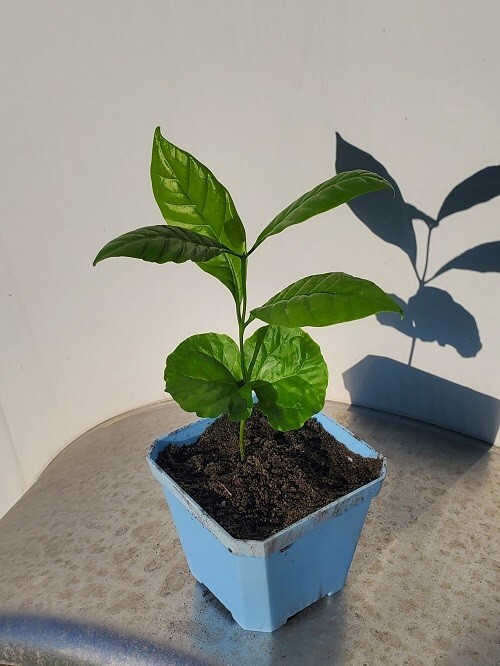 25 Coffea Robusta (syn Canephora) Seeds Grow your own coffee plants at home