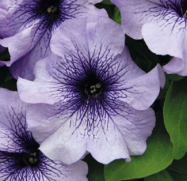 50 Pelleted Limbo Blue Vein Petunia Seeds