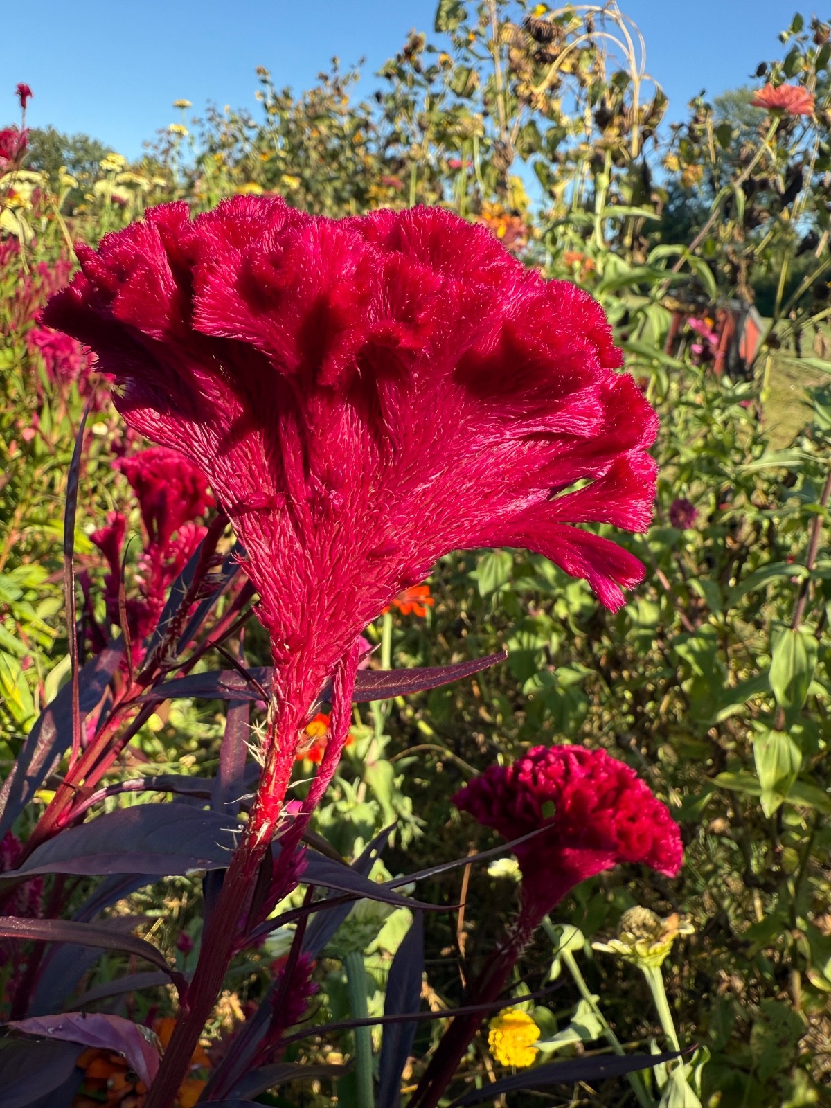 Mix of celosia cockscomb seed. At least 1,000 seeds dried. Several varieties