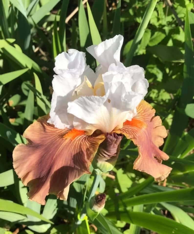 20 tall bearded iris rhizomes