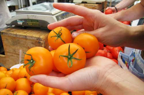 Tomato Jubilee Great Garden Vegetable By Seed Kingdom 600 Seeds