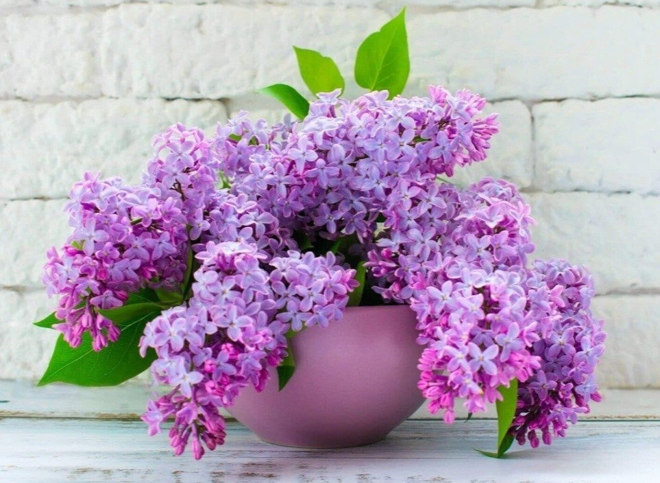 50 Pink Lilac Seeds Extremely Fragrant Japanese Tree Lilac Shrub Syringa Vulgari