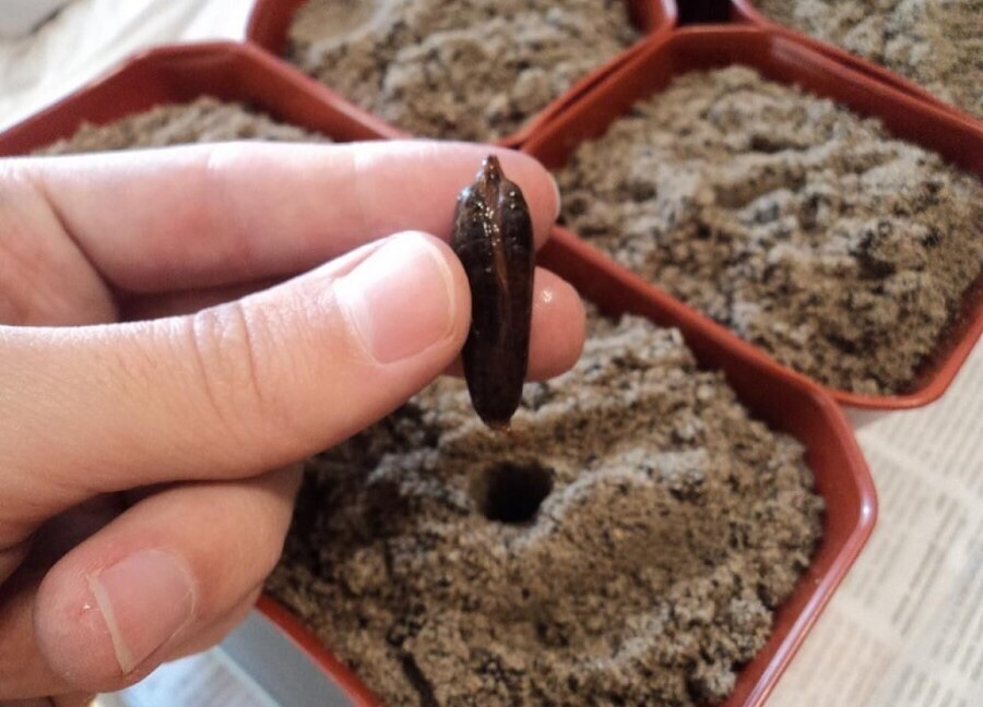Dates Jumbo Medjool, 10 Fresh Seeds Date Palm seed – DATES SEEDS