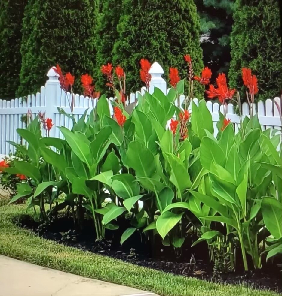 Lot Of (10)Canna Bulbs Red Jumbo Plants 6′–8′ Green Leaf 2024 Bulbs Ships FREE