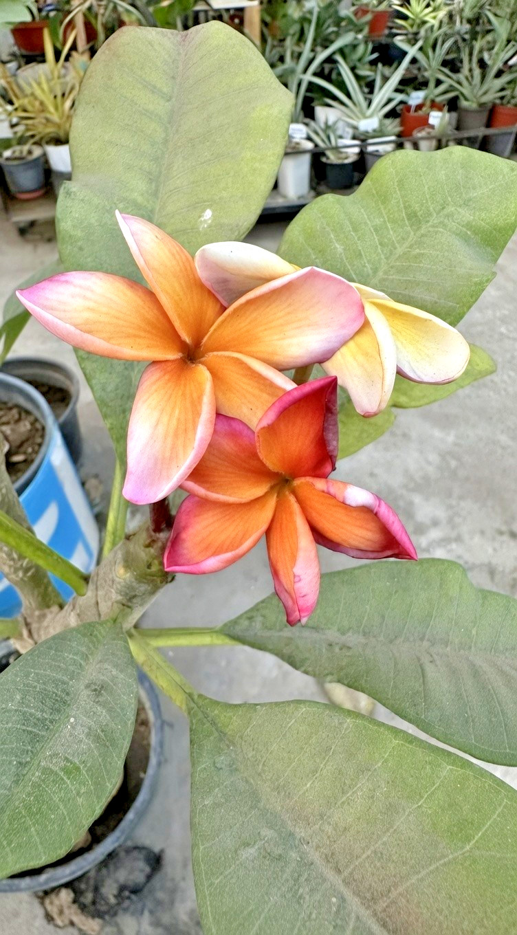 Siam Classic (Thailand) Plumeria (5 Seeds)