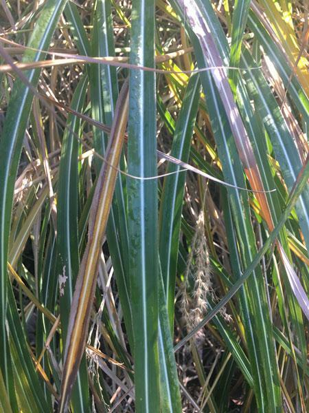 Miscanthus sinensis Yakushima | Dwarf Chinese Silver Grass | 20 Seeds
