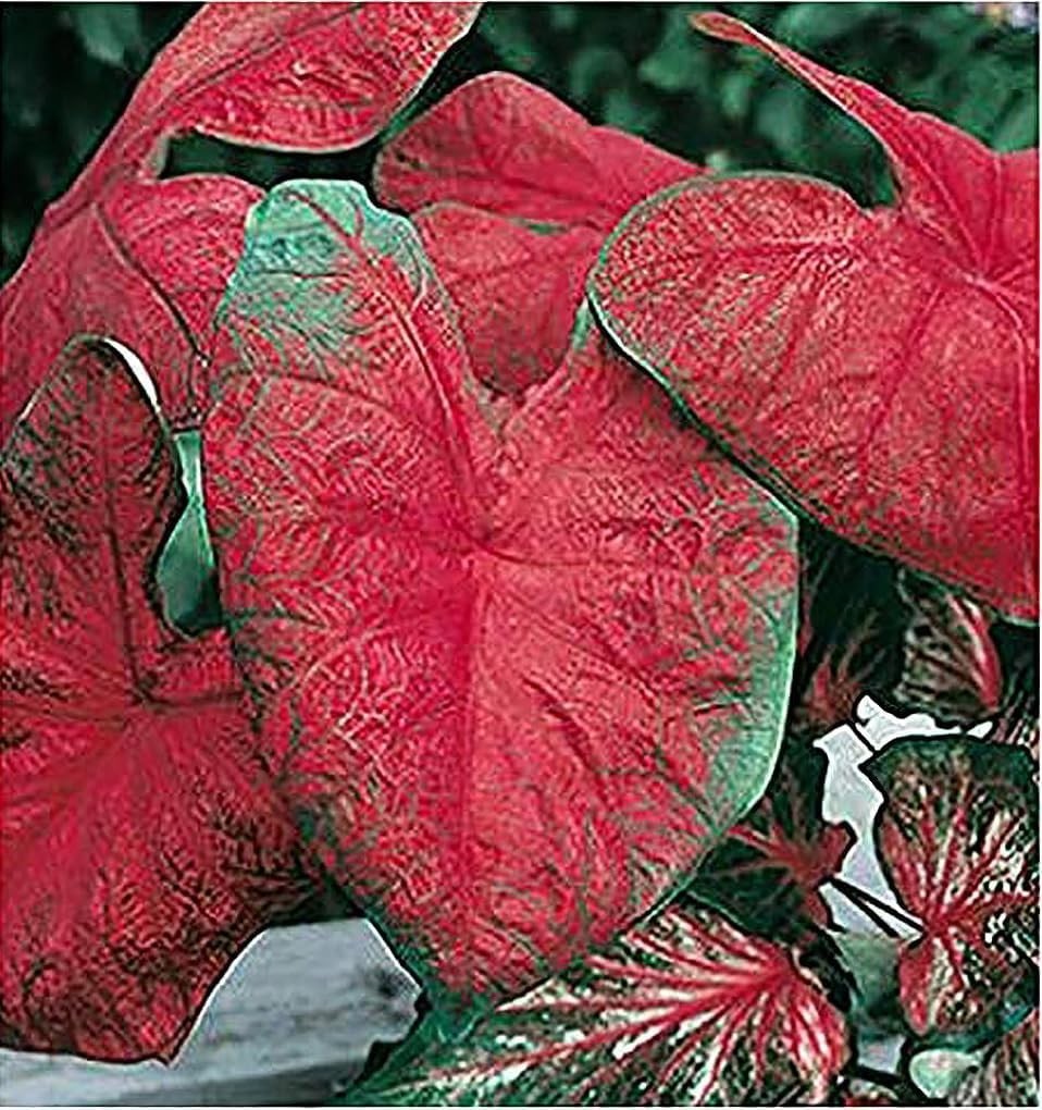 Blaze Caladium Bulbs – 2ft Growth, Perfect for Vibrant Gardens and Pots