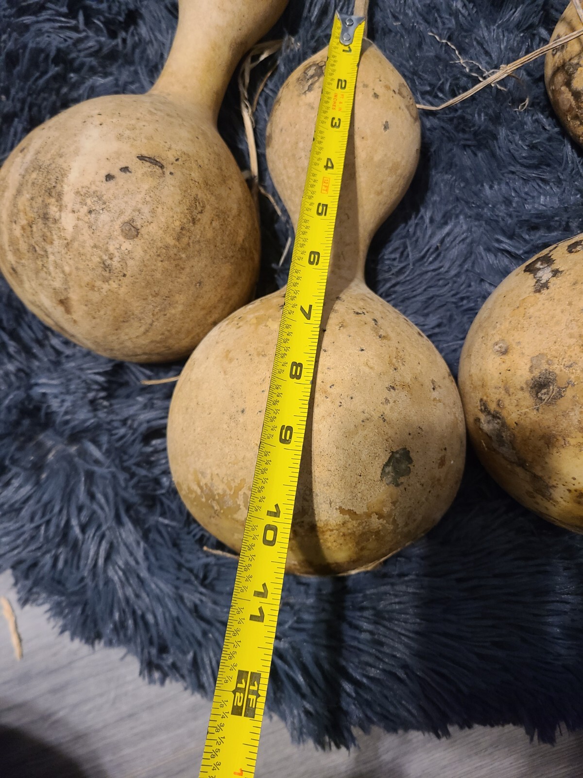 🐦 20+ Martin Birdhouse Gourd Seeds Garden HEIRLOOM Organic NON-GMO 2024