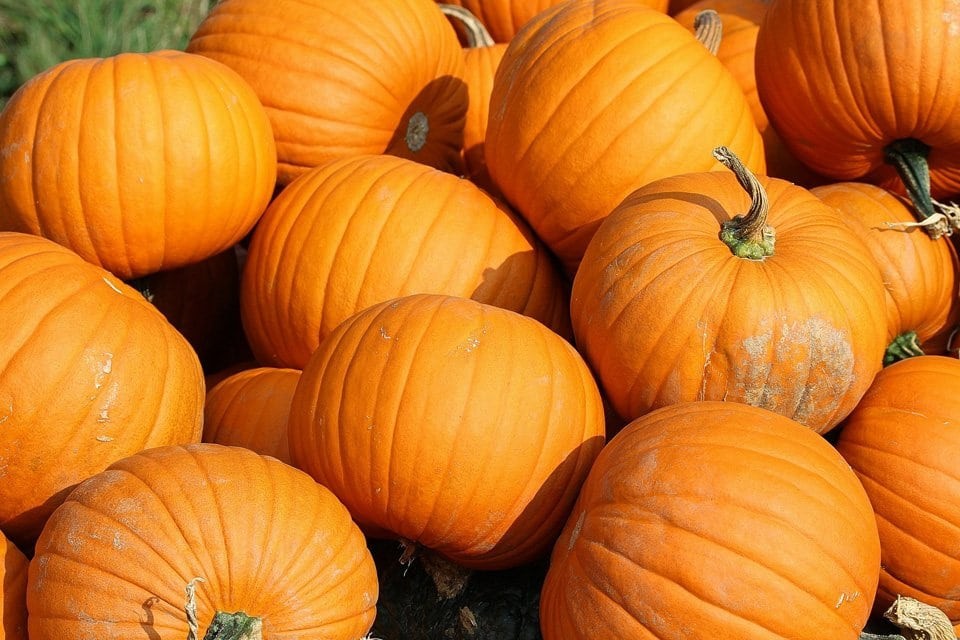 New England Sugar Pie Pumpkin 10 Seeds Non-GMO