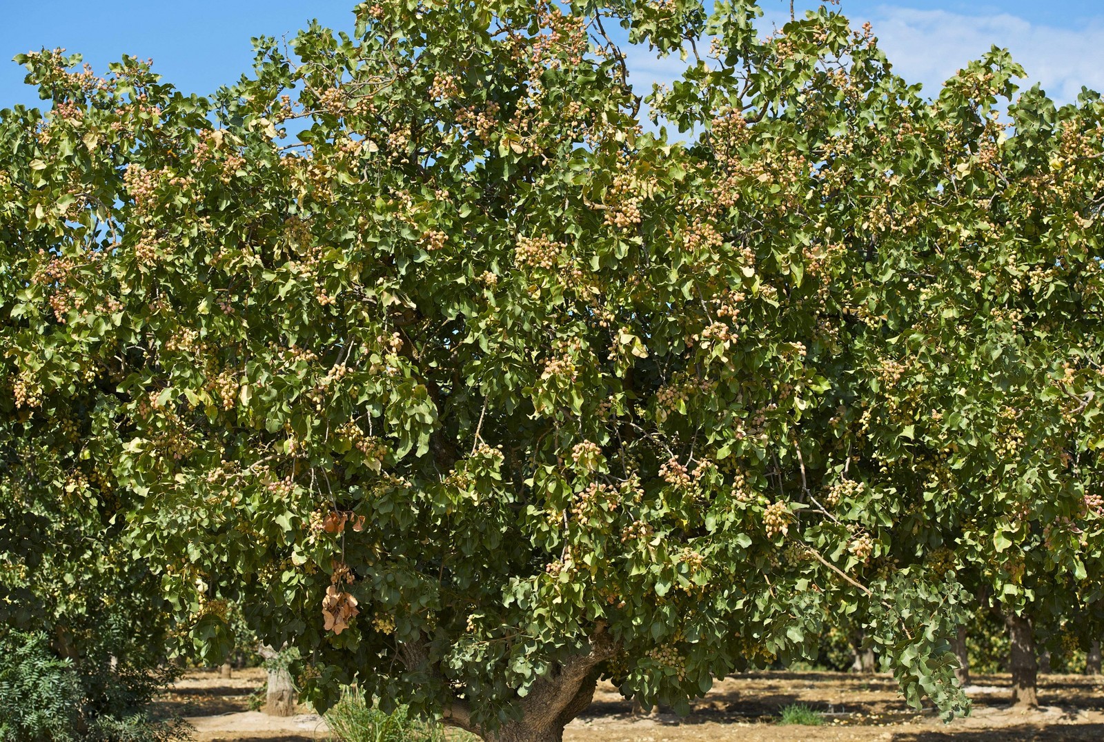 5 PISTACHIO NUT TREE Pistacia Vera Fruit Red Flowers Seeds *Combined Shipping