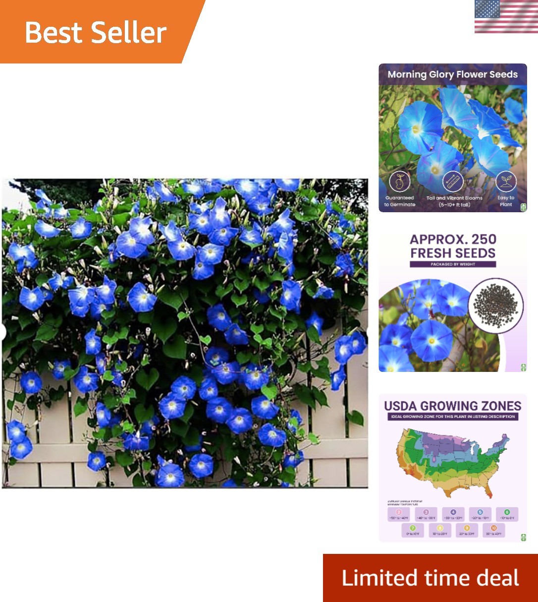 Vivid Blue Morning Glory Seeds – 250 Packs of Climbing Vines for Summer Blooms