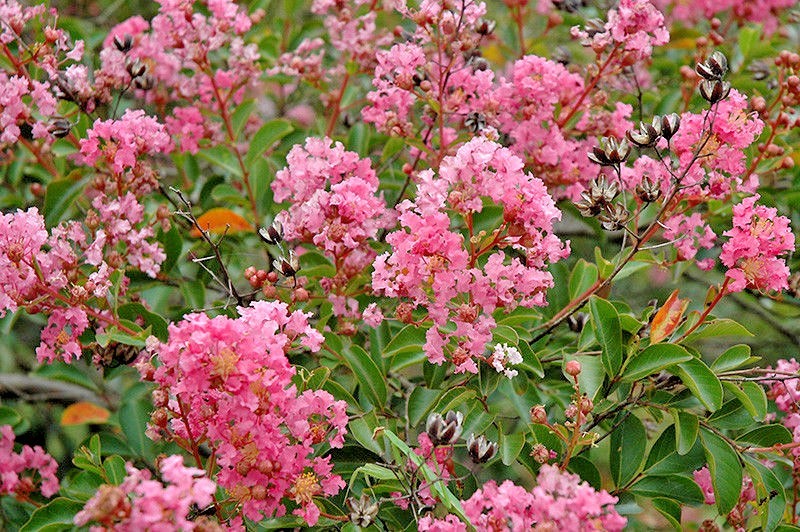 25 CADDO CREPE MYRTLE SEEDS – Lagerstroemia indica ” caddo “