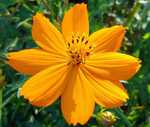 COSMOS SULPHUR LADYBIRD GOLD DWARF Cosmos Sulphureus – 1,000 Bulk Seeds