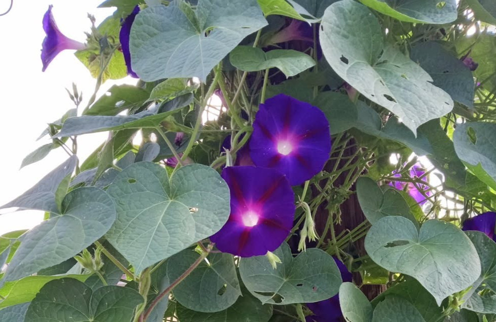 50 “Grandpa Ott” (Ipomoea purpurea) Purple Morning Glory Flowering Vine Seeds